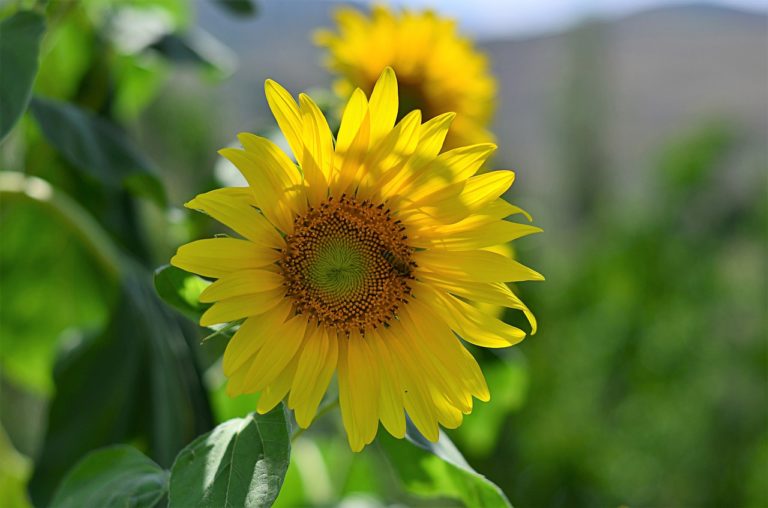 Come E Quando Seminare I Girasoli Guida