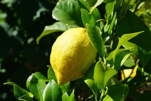 coltivazione limoni