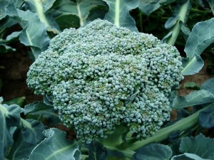 coltivazione broccoli