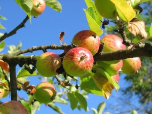 come coltivare il melo