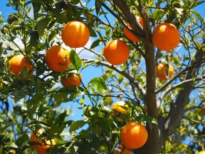 coltivazione aranci
