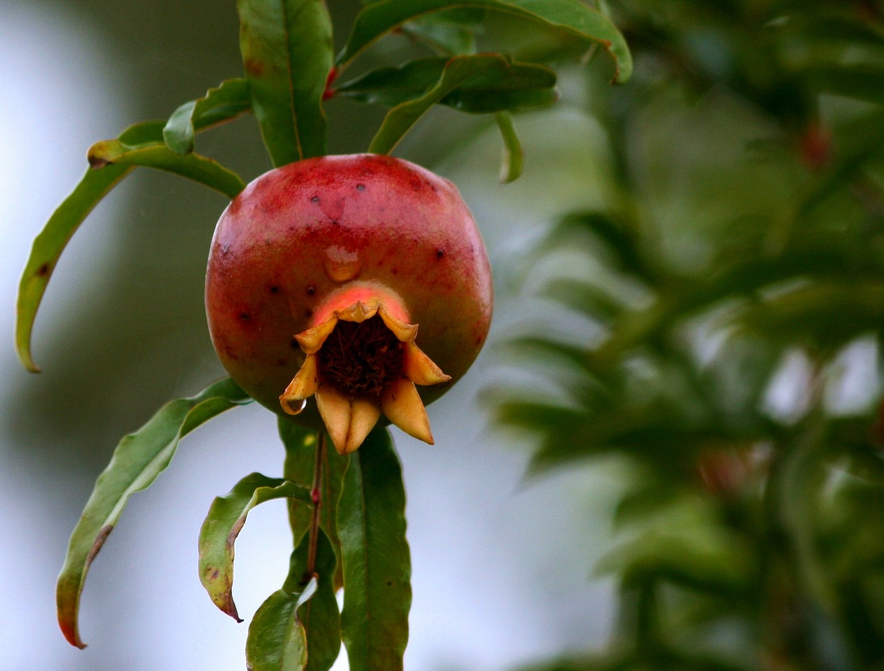 Come e quando potare il melograno – guida – coltivazione Come potare gerani