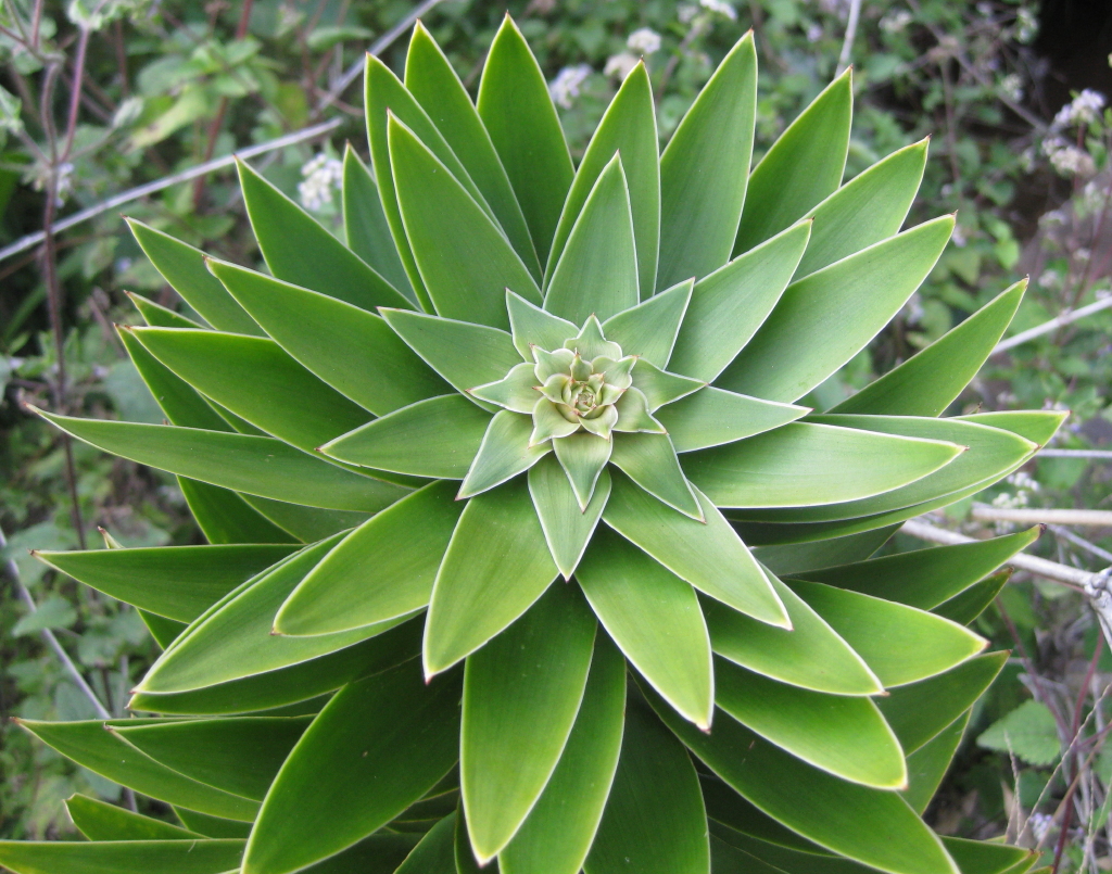 Dracena – coltivazione, esposizione e potatura – coltivazione Come potare il tronchetto della felicità